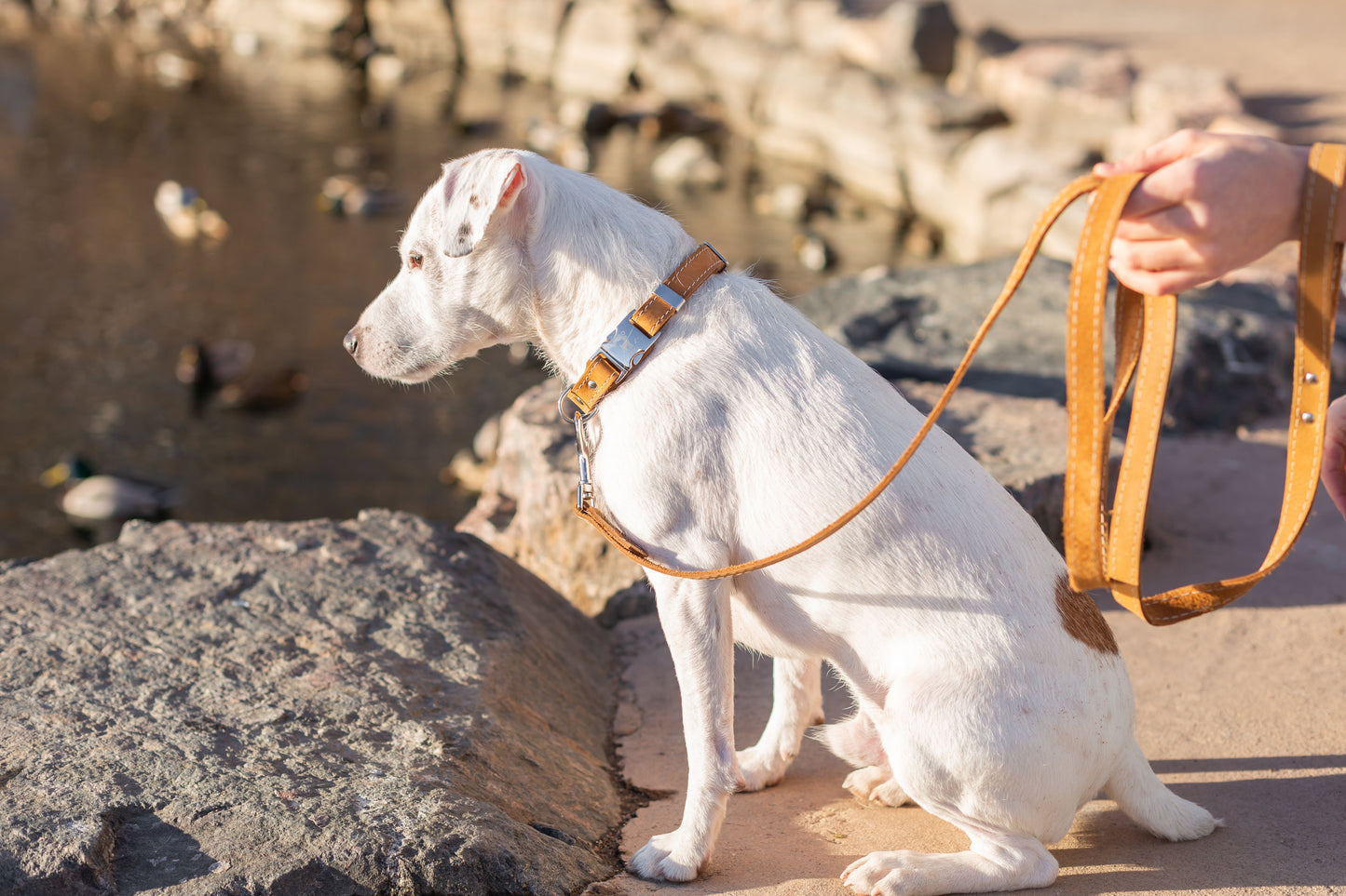 Pro Line Hunting Khaki Leather Leash