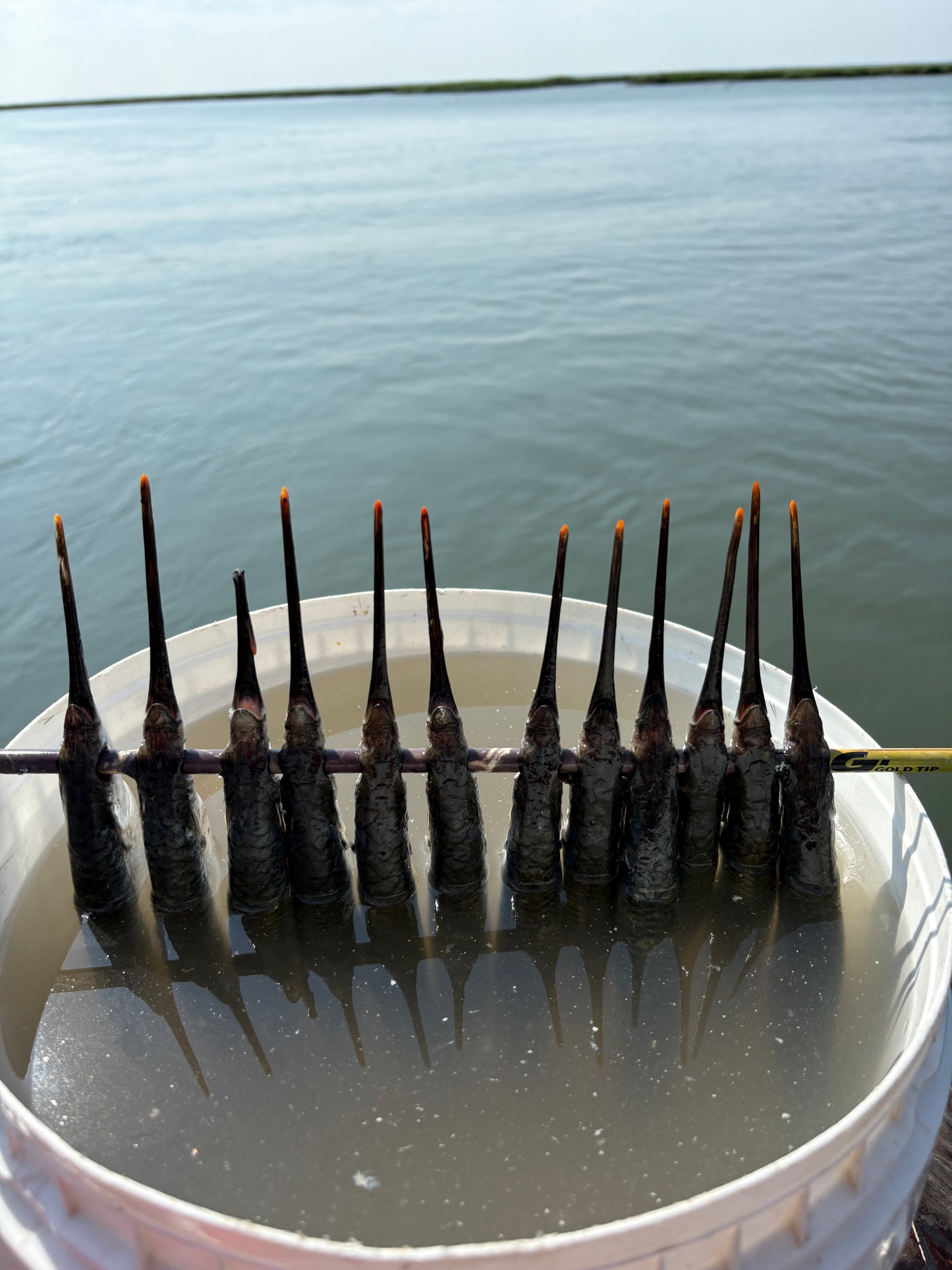 Dead Bait Solutions: The Ultimate Tournament-Grade Bait Brine