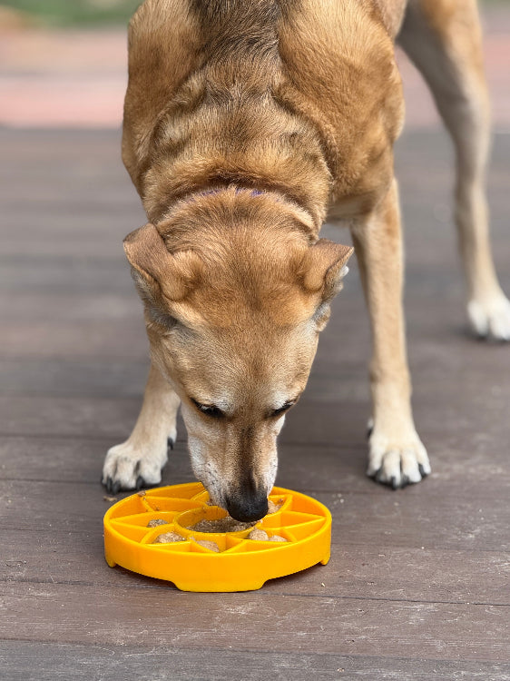 Sunflower eTray Shallow Slow Feeder Dog Bowl for Enrichment | USA Made