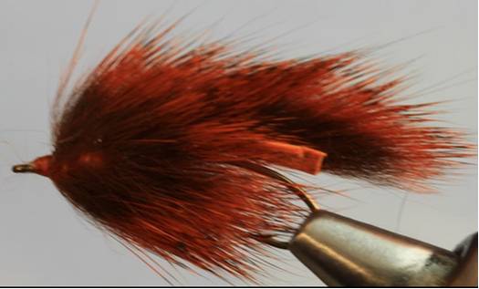 Pine Squirrel Leech