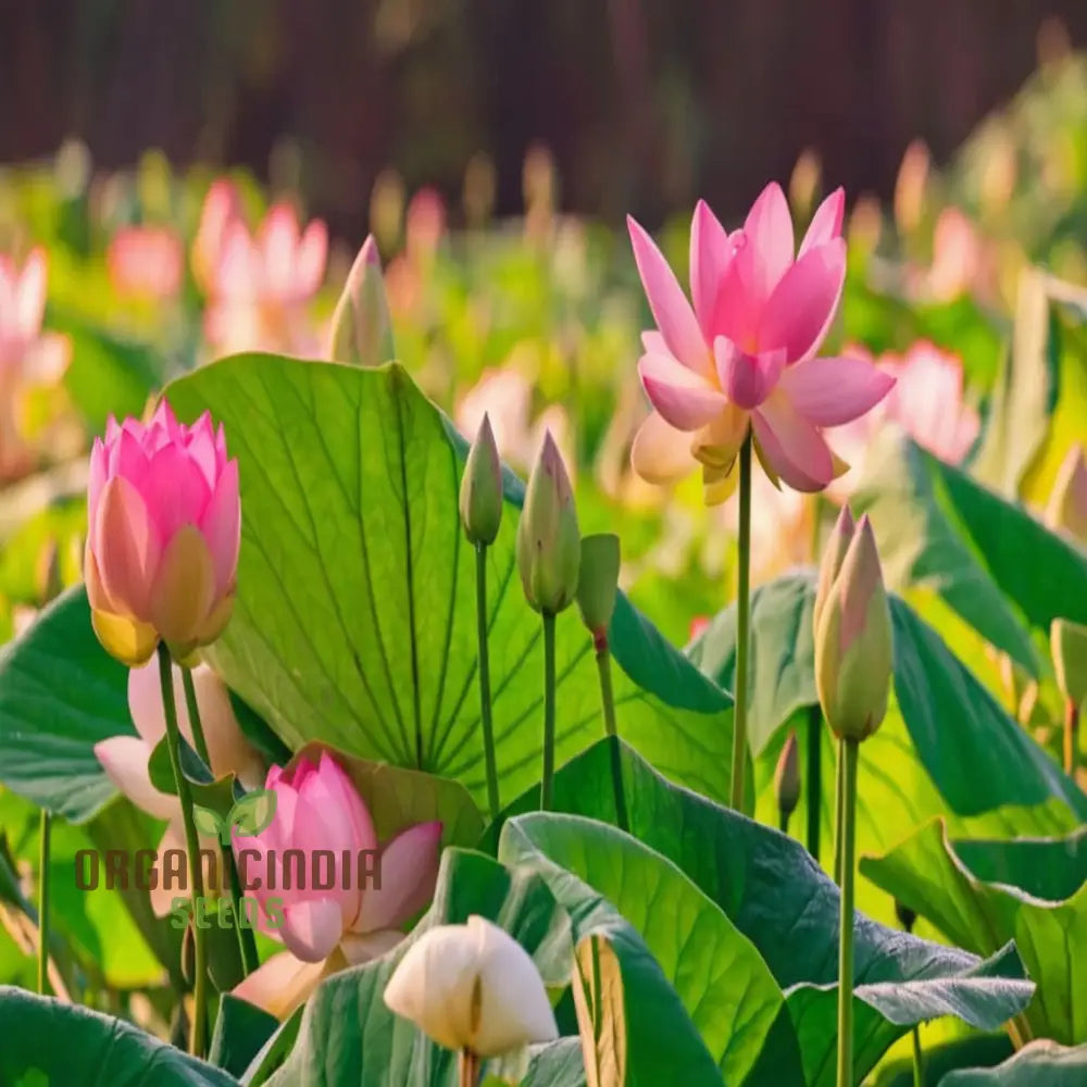 Pink Lotus Flower Seeds Perfect for Gardening Enthusiasts Seeking Exotic Blooms