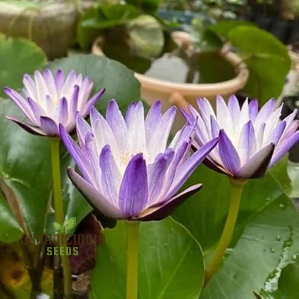 Waterlily Lotus Kamal Flower Seeds for Home Garden , Eco Pack (Red), Non GMO Flower Seeds for Gardening and Planting Ideal for Home Garden Enthusiasts Seeking Beautiful Blooms