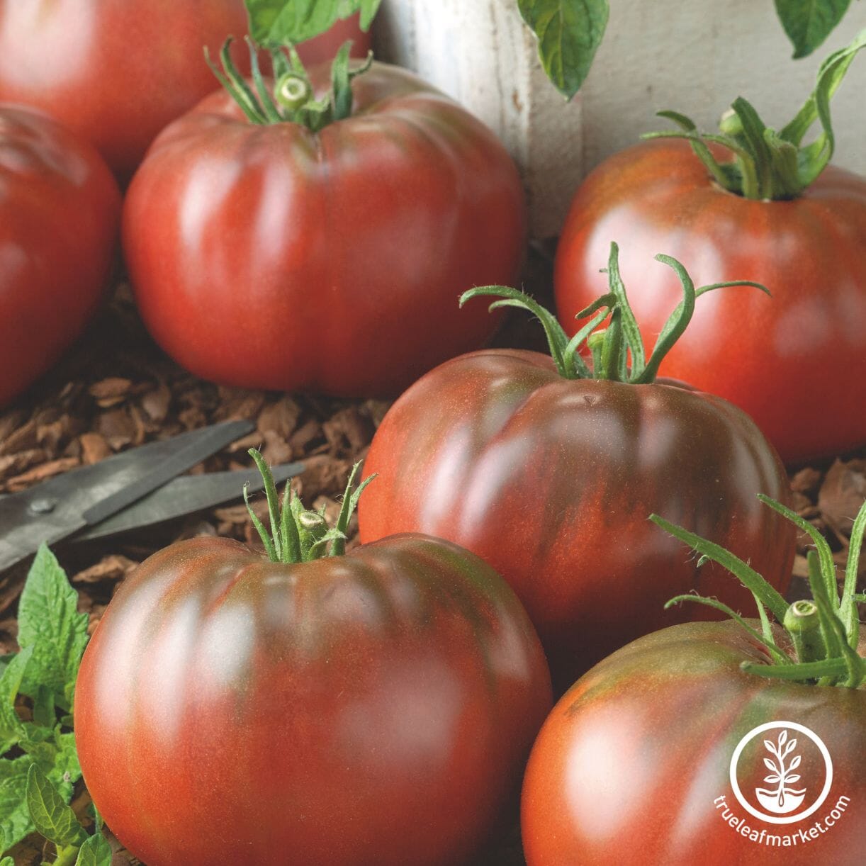 Tomato Seeds - Slicing - Tasmanian Chocolate