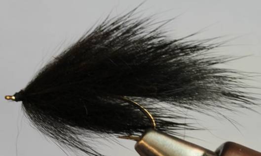 Pine Squirrel Leech