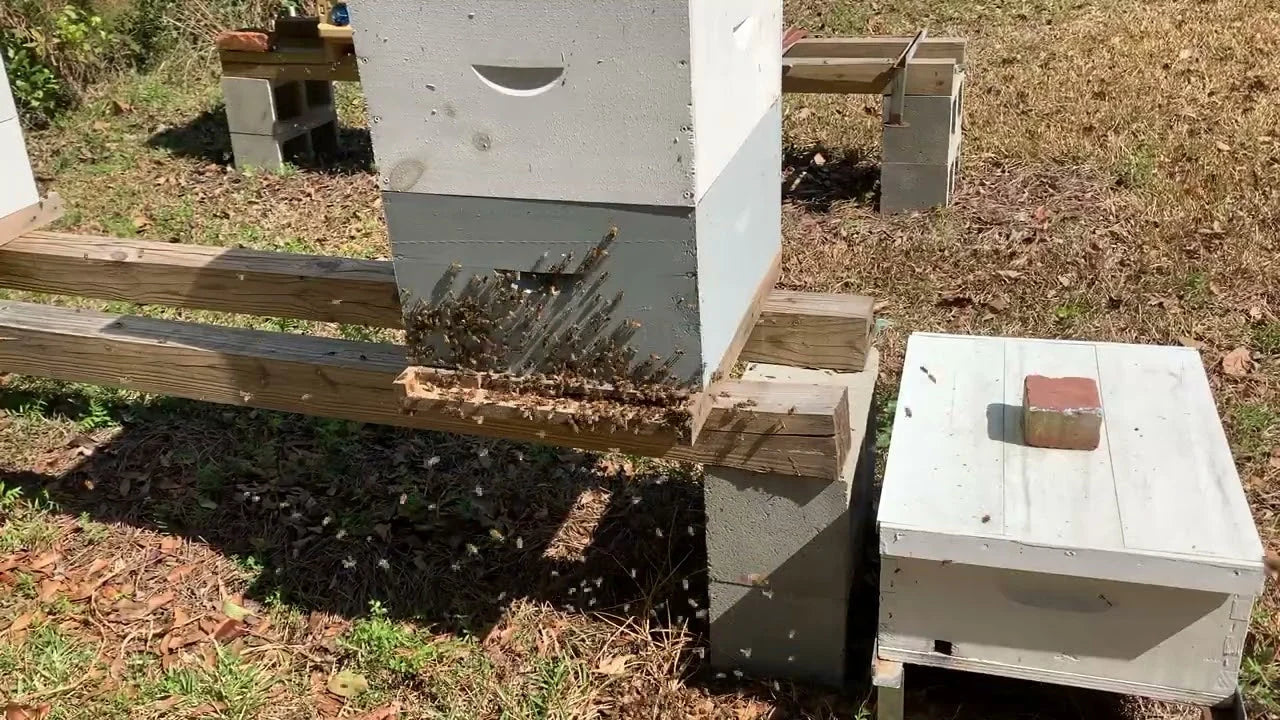 Swarm Bait Nasonov Pheromone