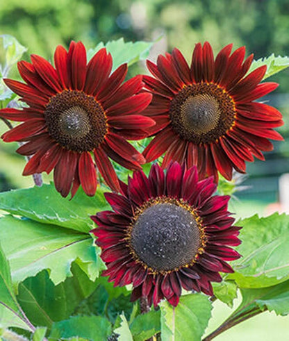 Cherry Chocolate Sunflower Seeds – Vibrant Garden Blooms