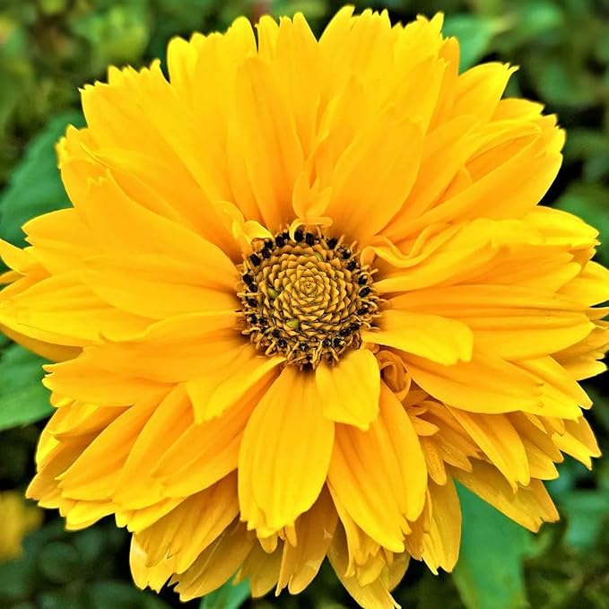 False Sunflower Seeds (Heliopsis Helianthoides) - Hardy Perennial, Heat & Drought Tolerant Blooms