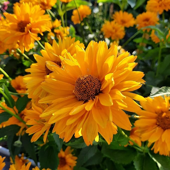 False Sunflower Seeds (Heliopsis Helianthoides) - Hardy Perennial, Heat & Drought Tolerant Blooms