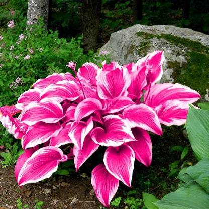 Pink Hosta Seeds Perennial Bonsai for Indoor And Outdoor Gardens, Pollinator Friendly