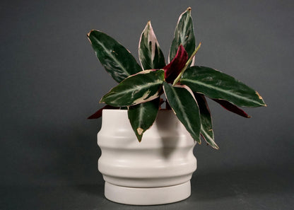 Primera Planters