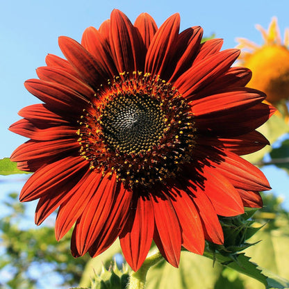 Moulin Rouge Sunflower Seeds – Deep Red Velvet Blooms for Gardens & Bouquets