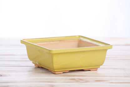 Willow Bonsai Ceramics Square Bonsai Pot 6 Inch – Low‑Profile Square Ceramic Bonsai & Succulent Planter with Accentuated Rim, High‑Fired Frost‑Proof Stoneware, Handmade in USA (Yellow)