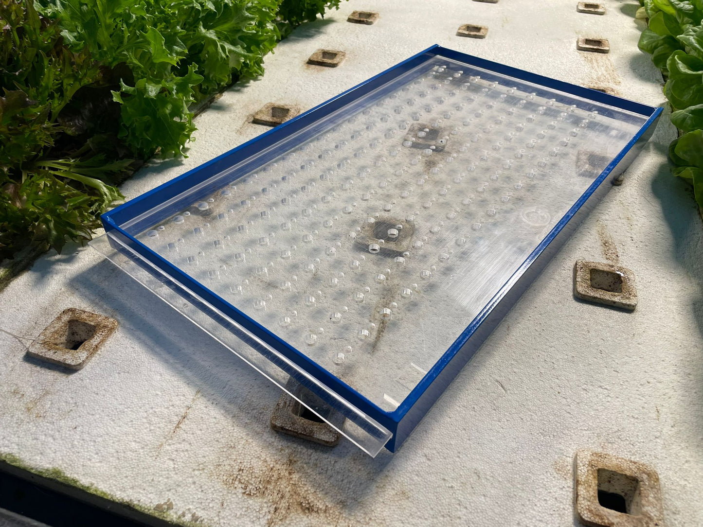 GreenEase Drop Seeder for Oasis® Horticubes