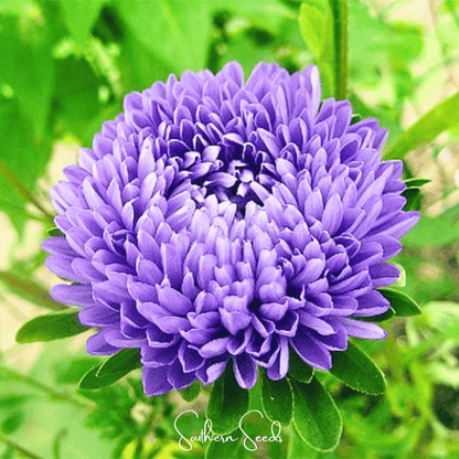 Lavender Gremlin Aster – 50 Seeds