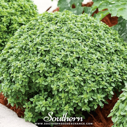 Piccolino Basil – 20 Seeds