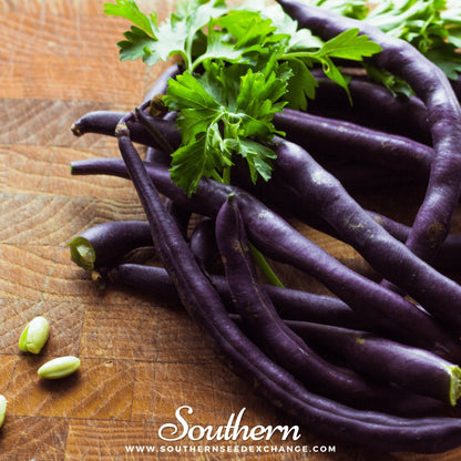 Royal Burgundy Bean (Bush) – 50 Seeds