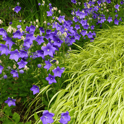 Blue Balloon Flower – 50 Seeds