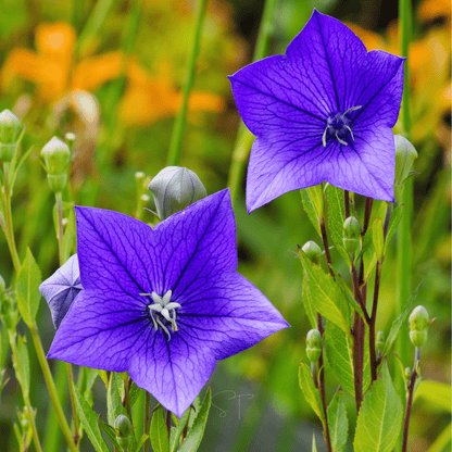 Blue Balloon Flower – 50 Seeds