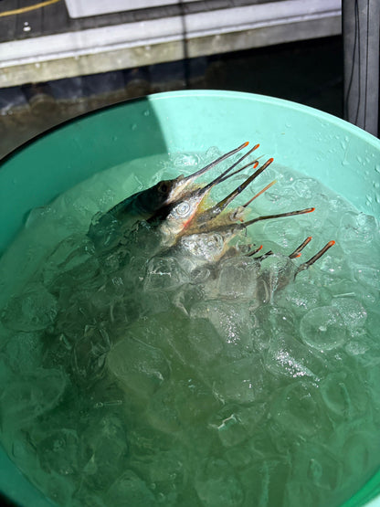 Dead Bait Solutions: The Ultimate Tournament-Grade Bait Brine