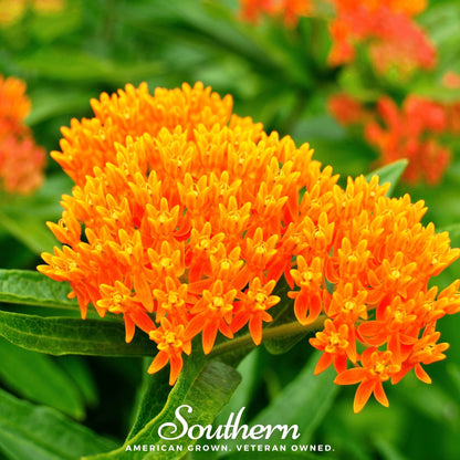Orange Butterfly Weed – 35 Seeds