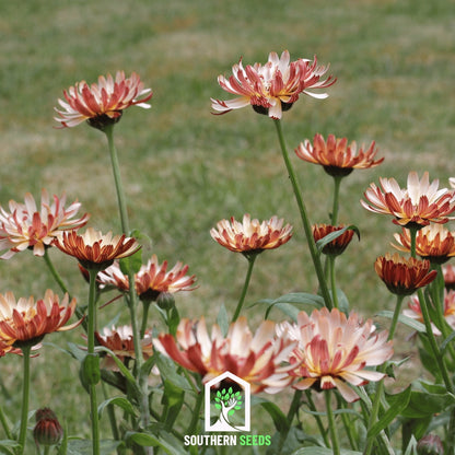 Sunset Buff Calendula – 50 Seeds