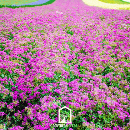None So Pretty Catchfly – 250 Seeds