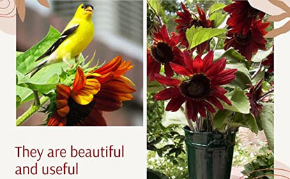 Cherry Chocolate Sunflower Seeds – Vibrant Garden Blooms
