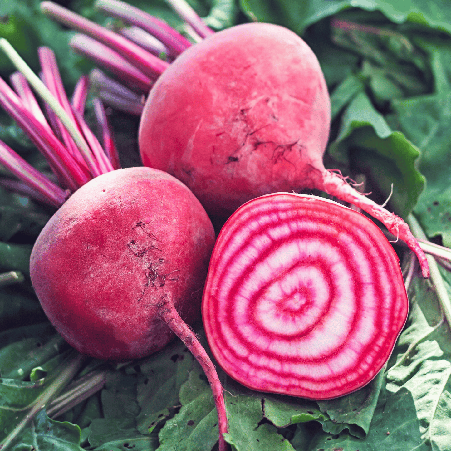 Chioggia Beet – 100 Seeds
