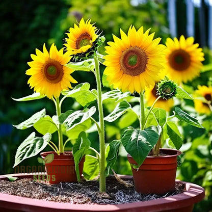 Sunflower Seed Mix – Premium Garden Blooms for Planting