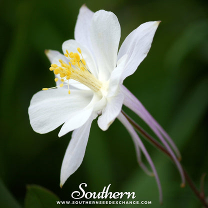 Crystal Star Columbine – 25 Seeds