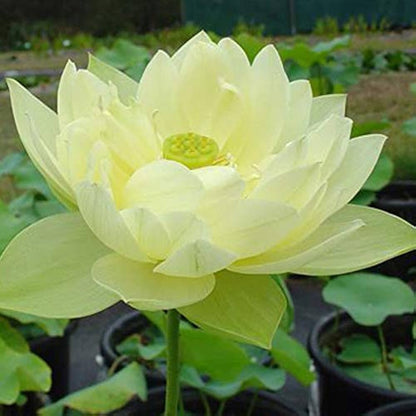 Lotus Seeds (Giant Sunburst Lotus Seeds) - Stunning Garden Blooms