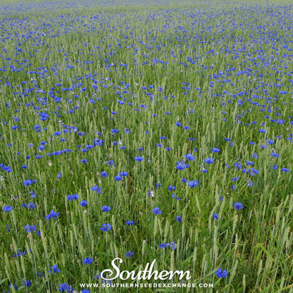 Tall Blue Cornflower – 100 Seeds