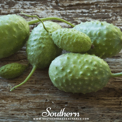 West Indian Gherkin Cucumber – 30 Seeds