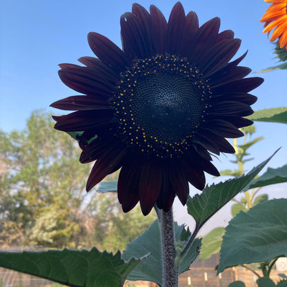 Fresh Deep Black Sunflower Seeds for Planting - Garden Growth for 50 Pcs