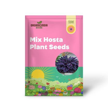 Rare Mix Hosta Plant Seeds, Purple  Black,  Exotic Shade Garden Beauty