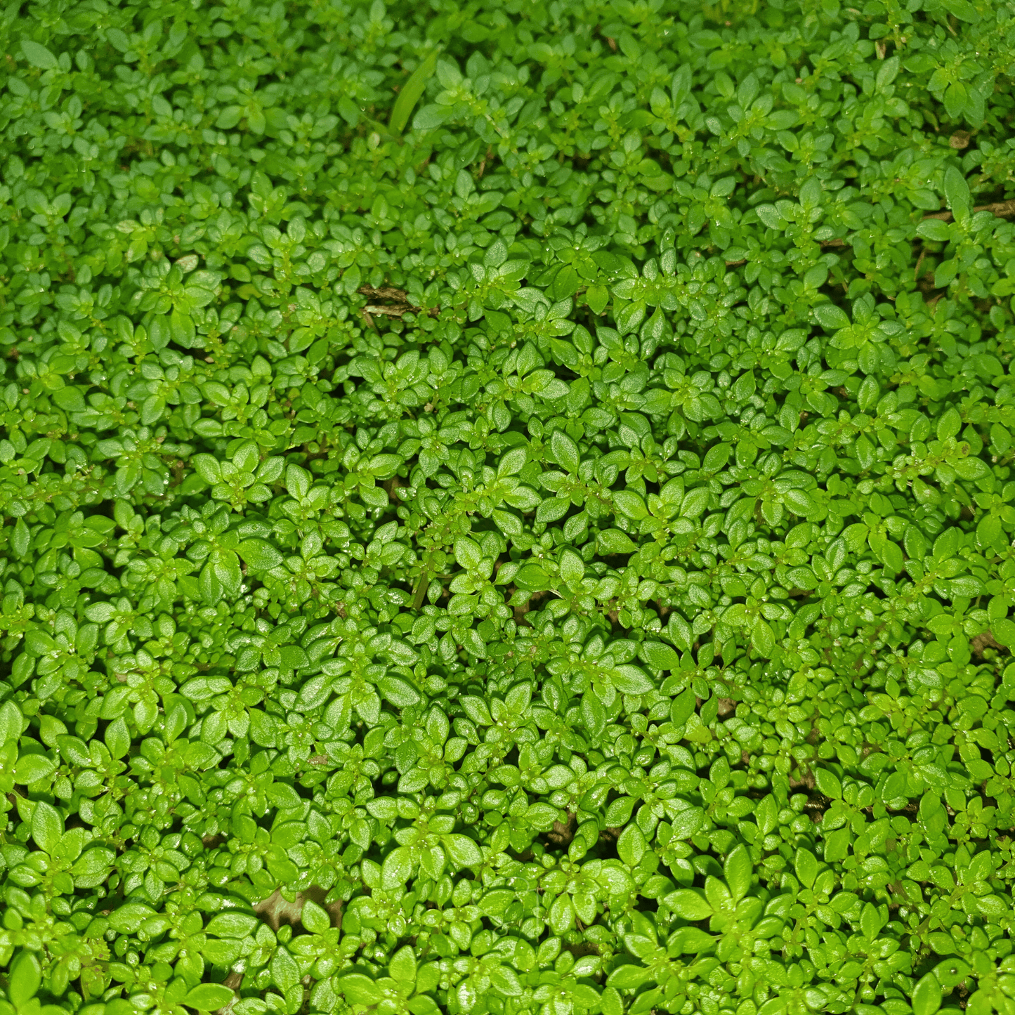 Green Carpet Rupturewort – 100 Seeds