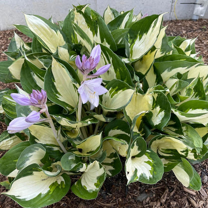 Fire and Ice Hosta Seeds And Vibrant Contrast for Stunning Garden Displays