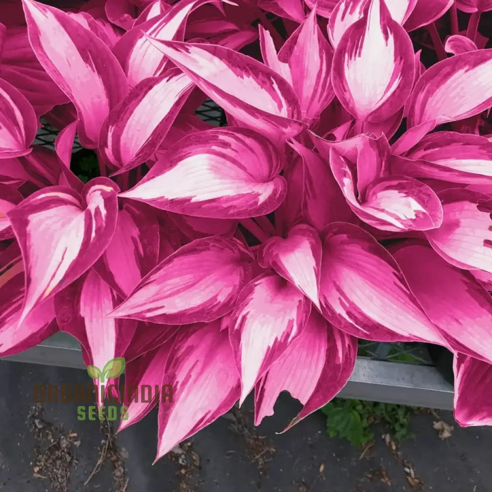 Hosta Seed Bonsai Plant  Rare Blooming Seeds