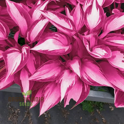 Hosta Seed Bonsai Plant  Rare Blooming Seeds