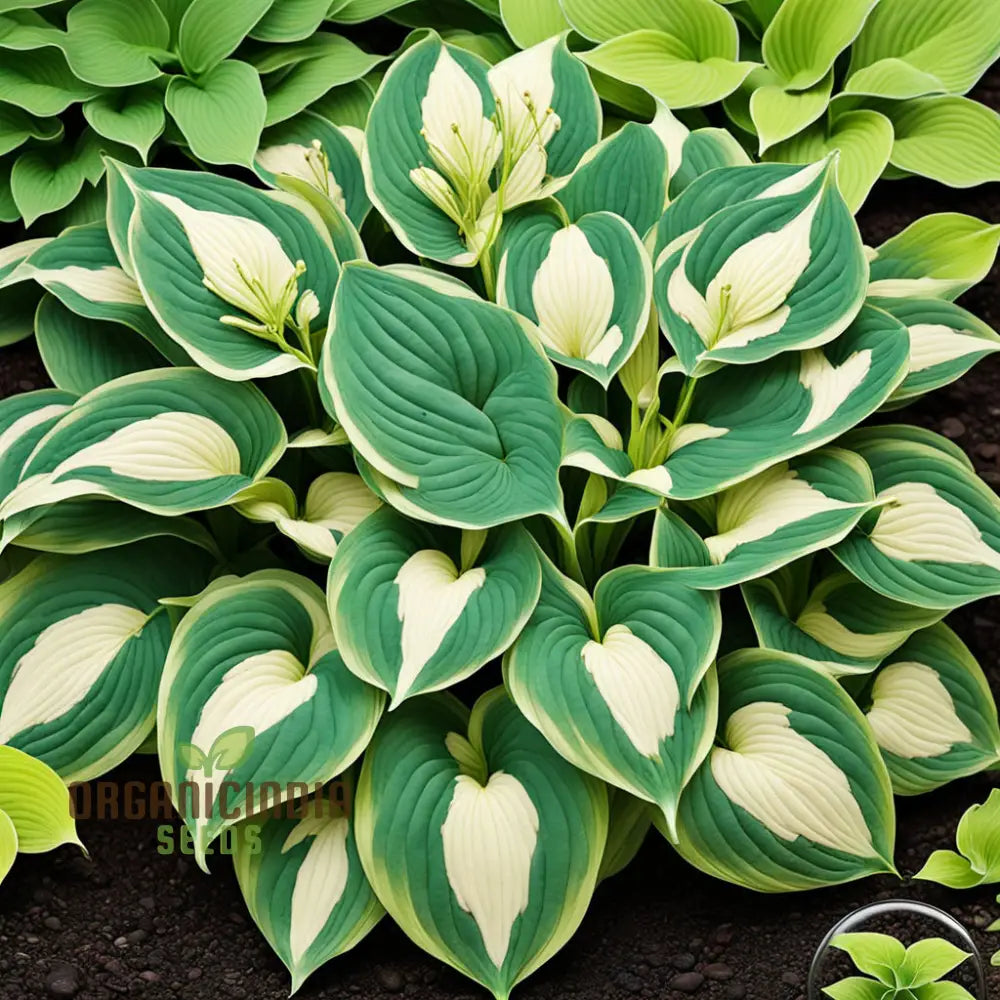 Premium Hosta Seeds – Decorative Foliage Variety for Shaded Gardens