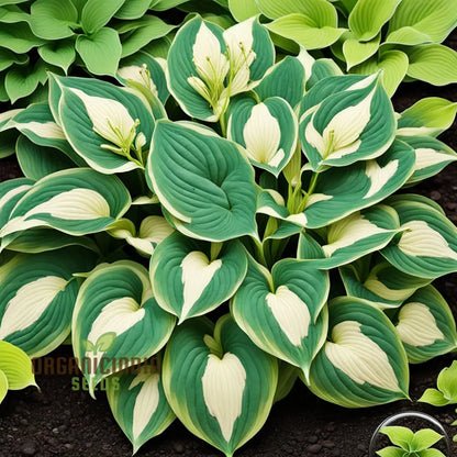 Premium Hosta Seeds – Decorative Foliage Variety for Shaded Gardens