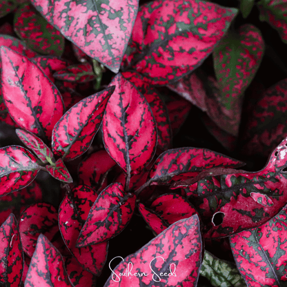 Splash Select Red Hypoestes – 25 Seeds