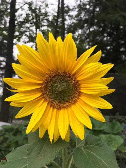 Common Sunflower (Helianthus annuus) Seeds – Classic Golden Blooms for Gardens