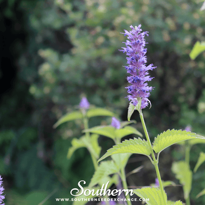 Korean Mint – 50 Seeds