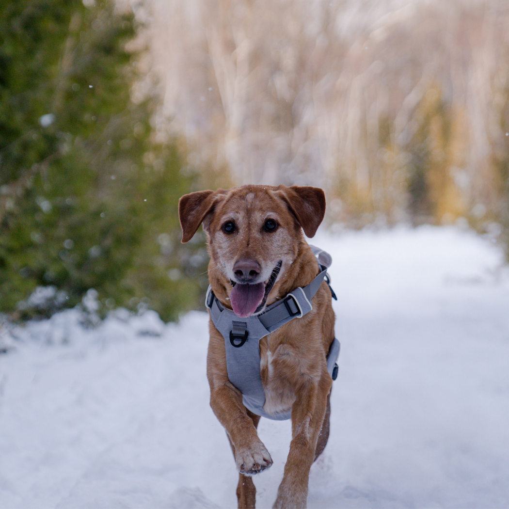 Magnetic Dog Harness - One-Hand Clip, No-Pull Design