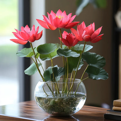 Premium Red Lotus Flower Seeds, Grow Stunning Blooms