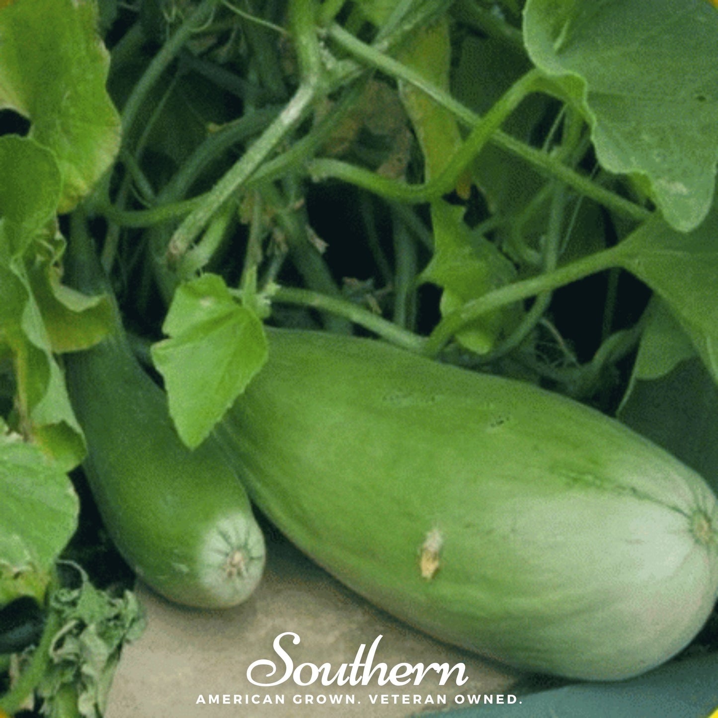 Banana Melon – 20 Seeds