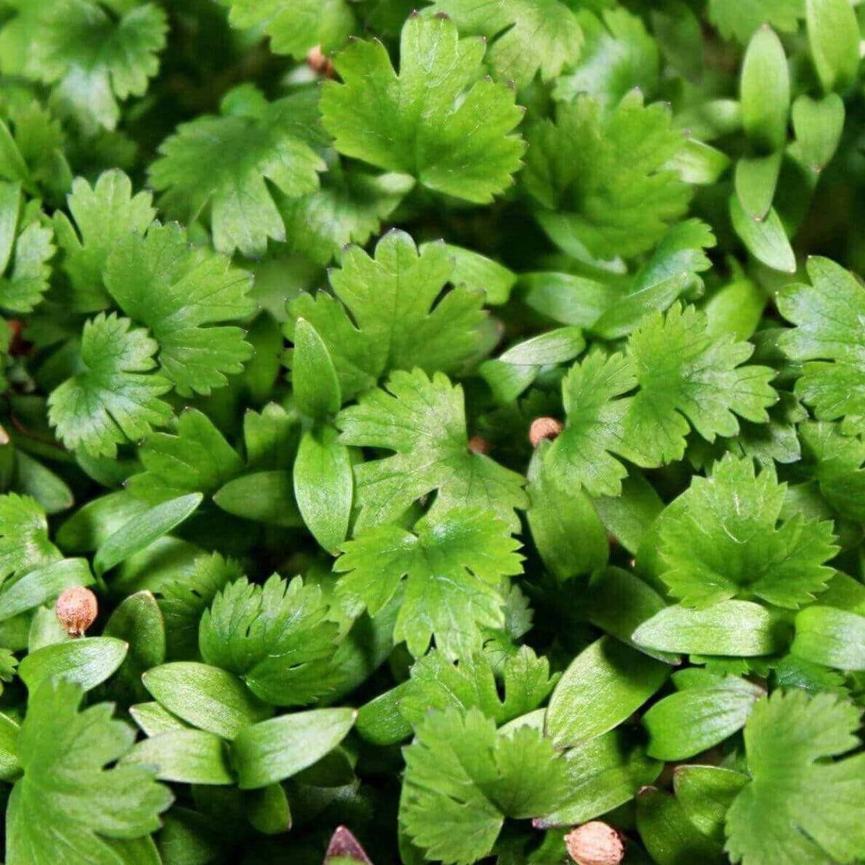 Cilantro Microgreens – 10 grams