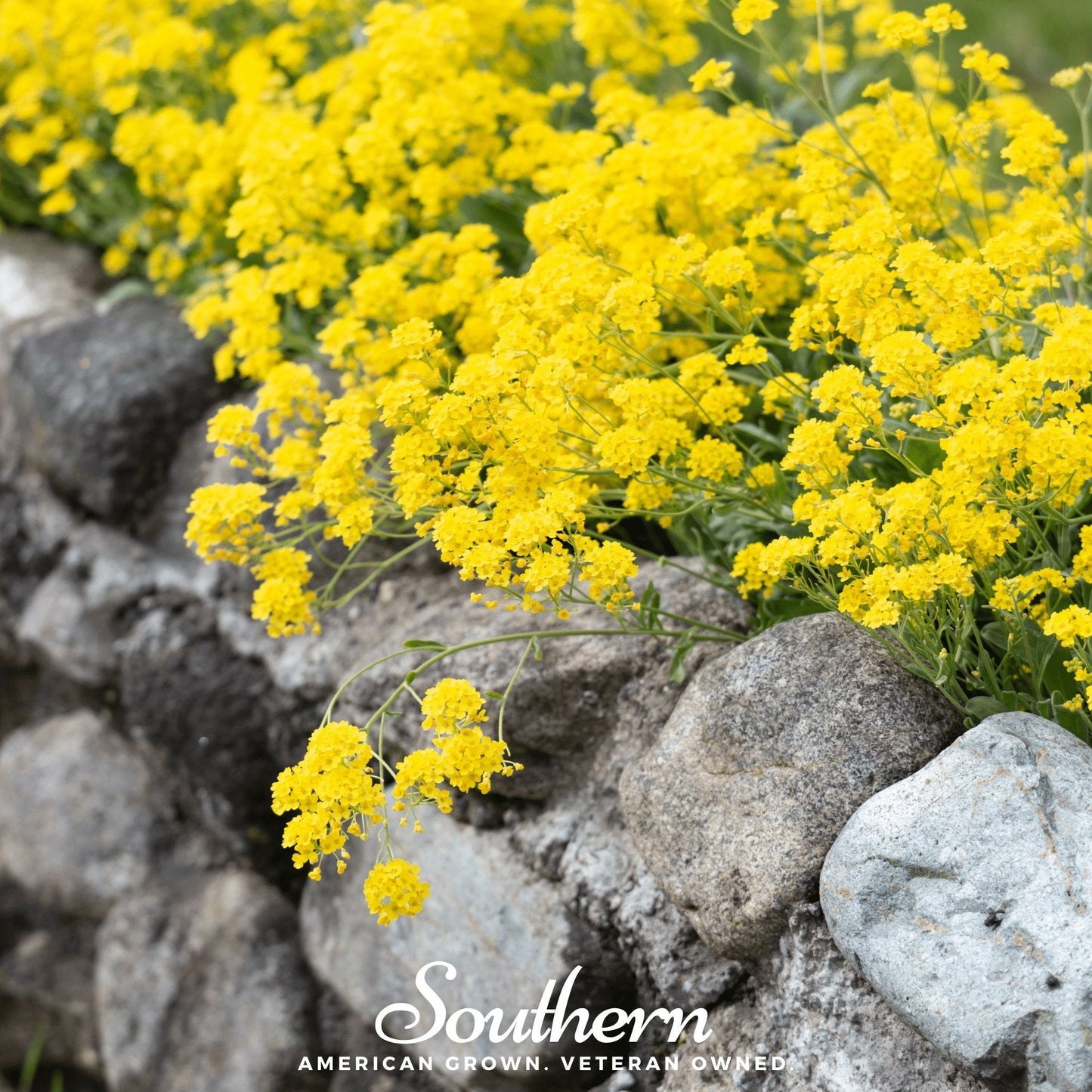 Yellow Mustard – 200 Seeds
