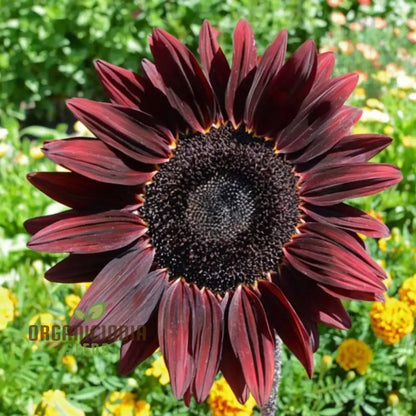 Cherry Chocolate Sunflower Seeds – Vibrant Garden Blooms